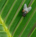 001 Tiere Botanischer Garten Biene_DDB1440-1 Kopie